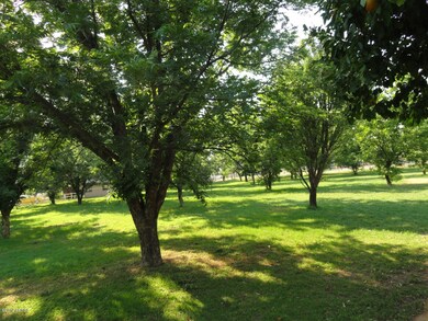 Over 45+ Pecan Trees!