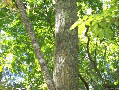 Large Hardwoods