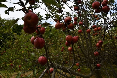 9029 N State Road 3, Springport, IN 47386 - photo 4