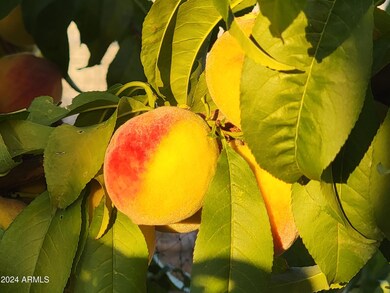 Peaches