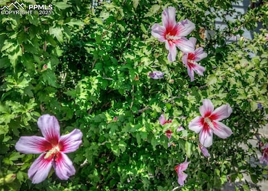 5160 Quill Dr, Colorado Springs, CO 80911 - photo 3