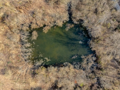 Pond