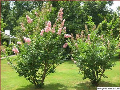 Nice Crepe Myrtles in Full-Bloom