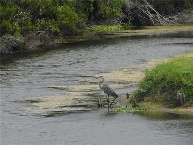 Local Wildlife Visitor