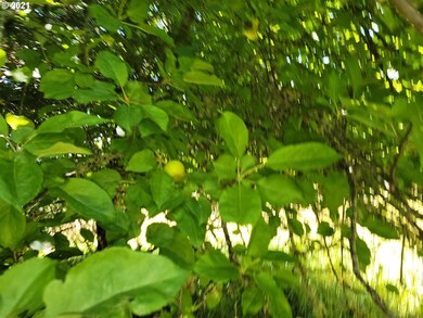 0 Big Creek Rd, Myrtle Point, OR 97458 - photo 7