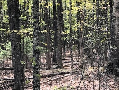 Lot 19 Shore Rd, Dexter, ME 04930 - photo 4