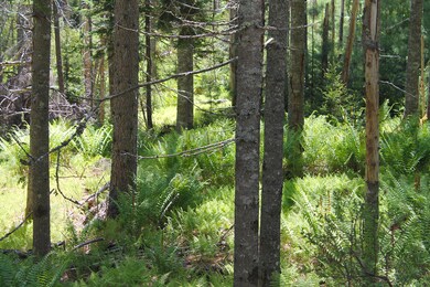 Ferns