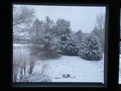 Pines in corner of backyard makes for privacy and beauty