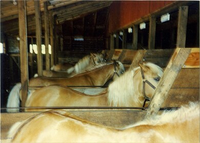 Milarch Farm w horses 02