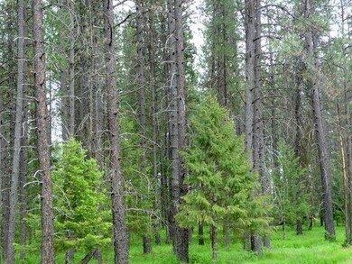 XXXXX Sand Canyon Rd, Chewelah, WA 99109 - photo 2