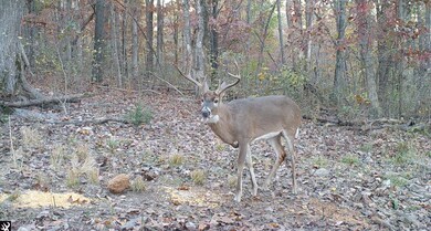 8ac Farm Road Sw4381, Noel, MO 64854 - photo 4