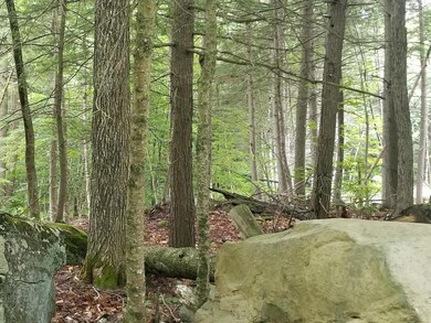 Woods Rocks1