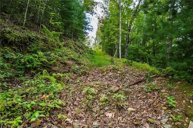View of tree filled area