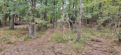 View of local wilderness
