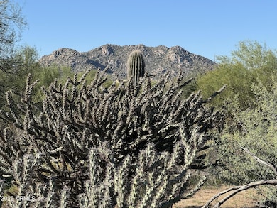 Natural Desert Vegetation
