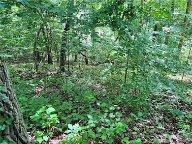 View of local wilderness