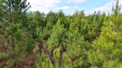 Vacant Cox Rd, Quincy, FL 32351 - photo 7