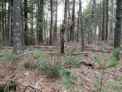 0 Tobia Way unit 73156456, Wareham, MA 02571 - photo 3