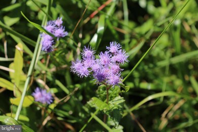 0 Sadlick Lot O Rd, Strasburg, VA 22657 - photo 6