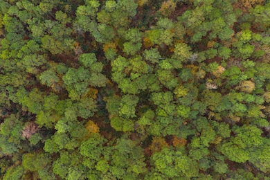 TBD Grace Scott Cutoff, Karnack, TX 75661 - photo 6