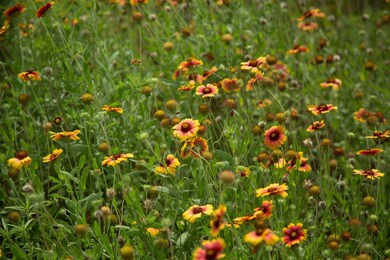 0 Daw Collins Rd, Cleveland, TX 77328 - photo 4