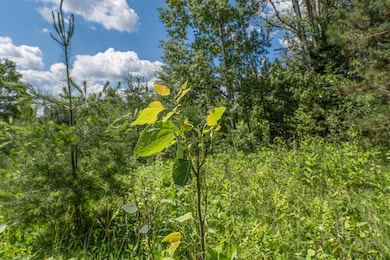 Off U S 45 unit 2, Three Lakes, WI 54562 - photo 5