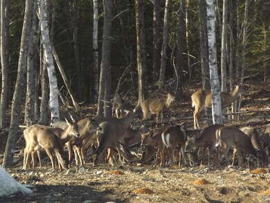 67 Randall Lake Rd, Parsonsfield, ME 04047 - photo 7