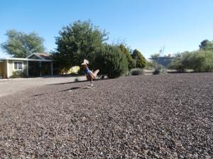 Tohono Krause 002