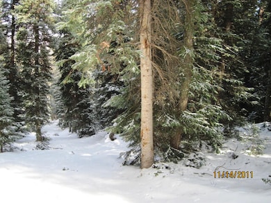 Winter Photo
