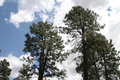 129 N Nola Ln, Payson, AZ 85541 - photo 4