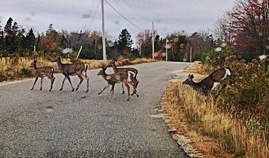 11 W Mcmann St, Addison, ME 04606 - photo 4