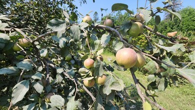 2068 Morgan Charleston Rd, Morgan, VT 05853 - photo 6