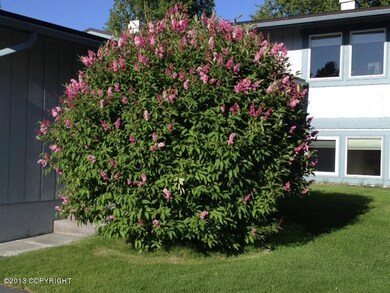 Lilac Bush