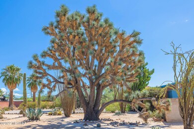 Amazing Joshua Tree