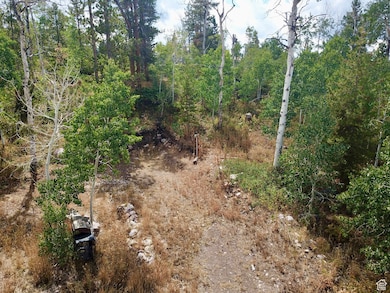 View of local wilderness