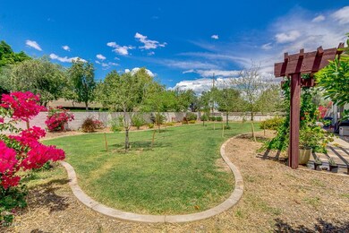 Back yard
