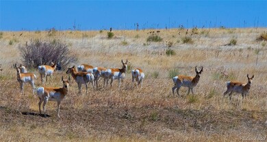 Group of pronghorn on a sunny day