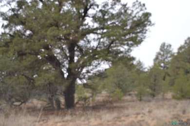 Lot 216 and 217 Old Well Rd, Candy Kitchen, NM 87321 - photo 3