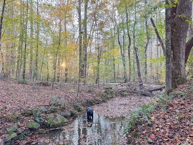 0 Big Rock Rd, Jacksons Gap, AL 36861 - photo 3