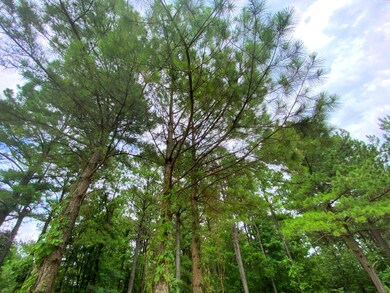 0000B Sugarberry Trail, Hochatown, OK 74728 - photo 6