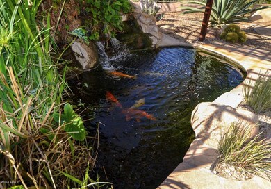 Koi