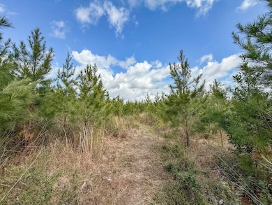 XX1 Worley Rd, Bonifay, FL 32425 - photo 7