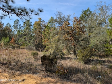 0570-0020 Violet Ave, Interlachen, FL 32148 - photo 4