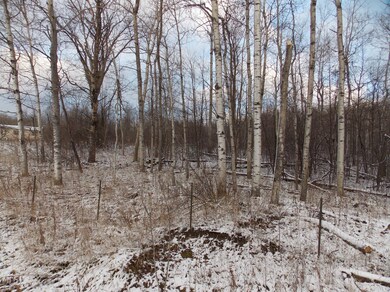 Plenty of white birch and beech trees.