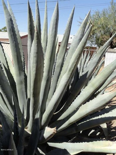 Mature row of cactus in backyard.