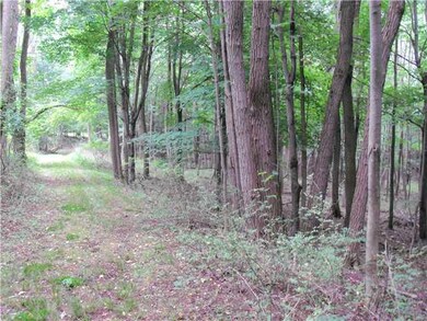 Other. View of woods along trail to the pond.