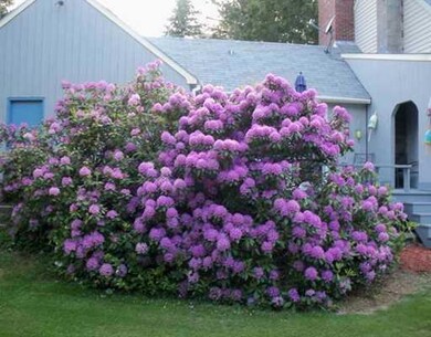 Yard/Garden.