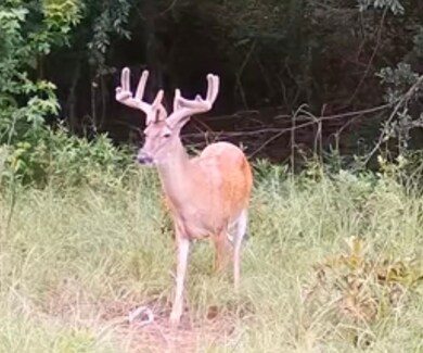 0 Abbeville Hwy, Pineview, GA 31071 - photo 2