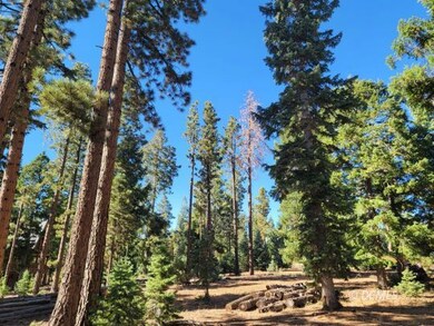 Ponderosa Pine
