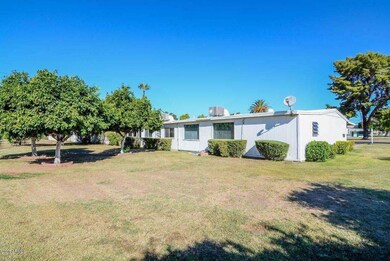 Backyard-Citrus Trees